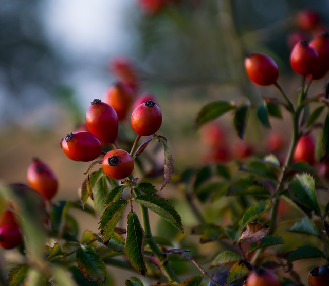 rosehip-6715659_640